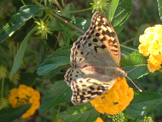 Argynnis pandora, femmina